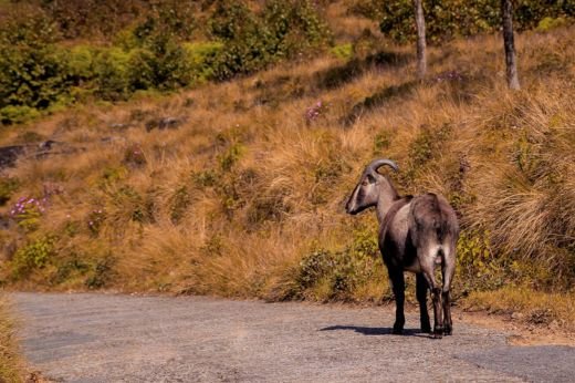 Munnar Holidays-1